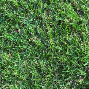 Kikuyu - NSW